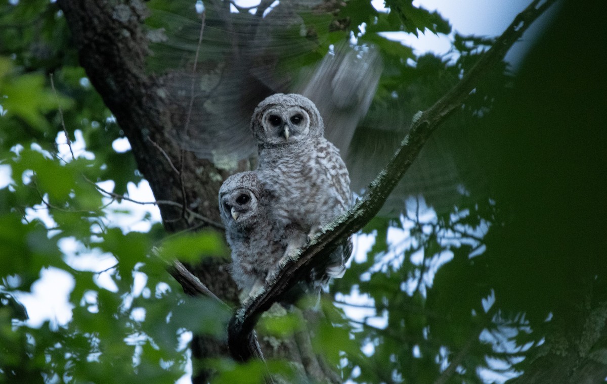 Barred Owl - Keith Leonard