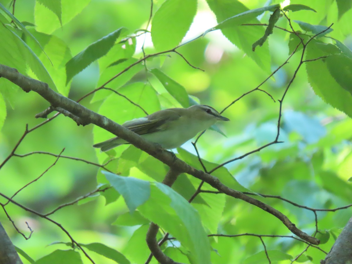 Red-eyed Vireo - Doug Graham