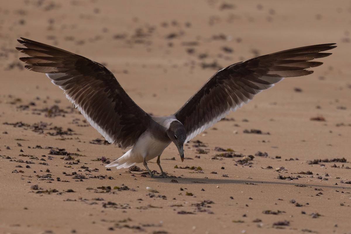 Sooty Gull - Jaap Velden