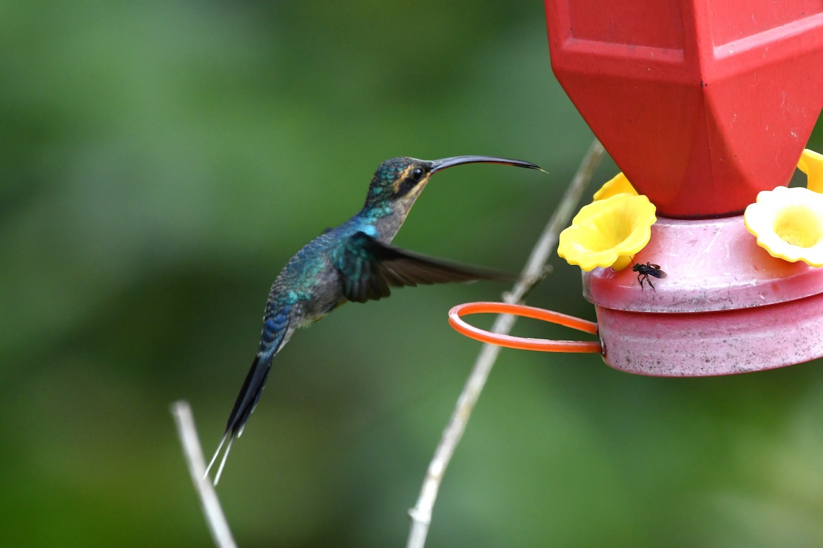 Green Hermit - Dan Bormann