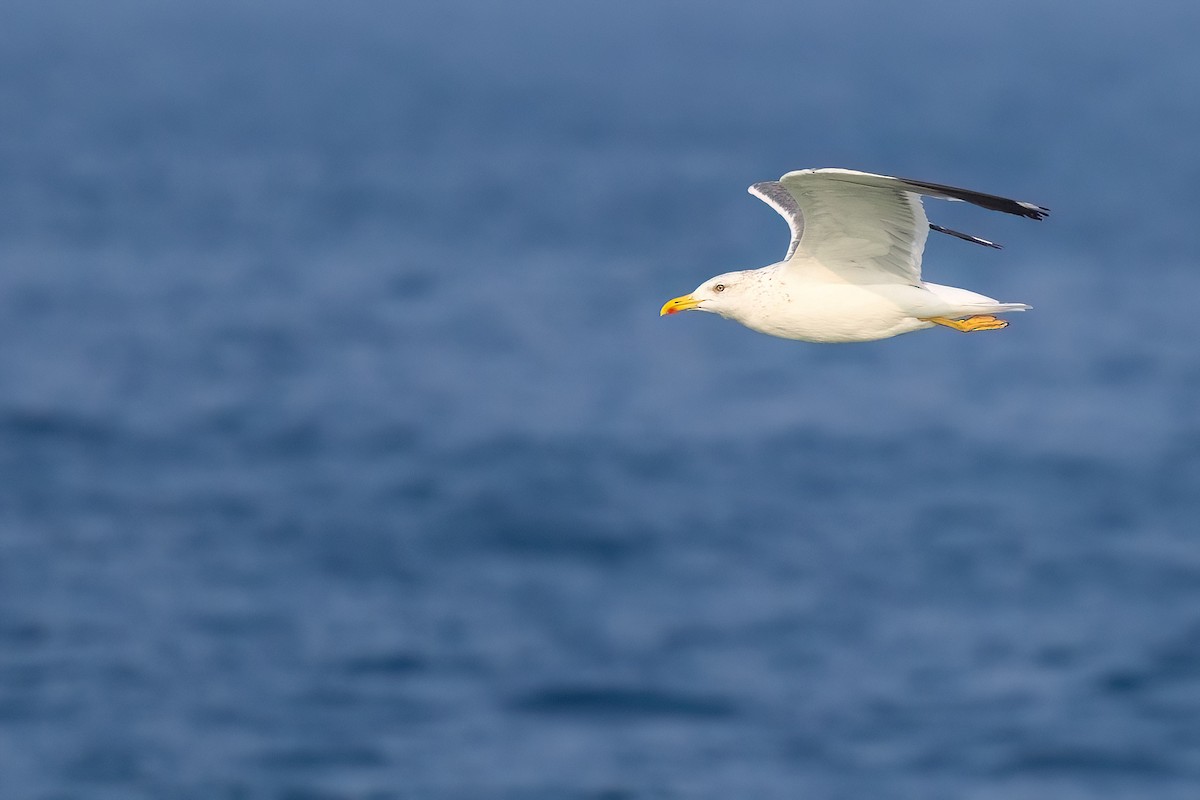 Lesser Black-backed Gull - Jaap Velden