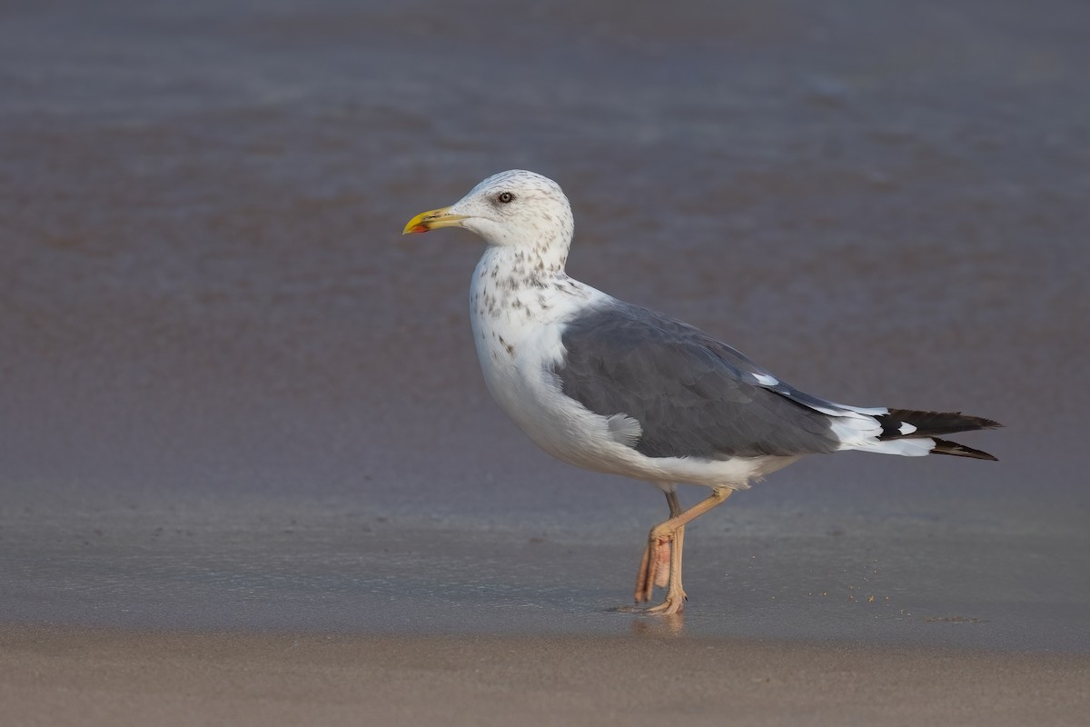 Lesser Black-backed Gull - Jaap Velden