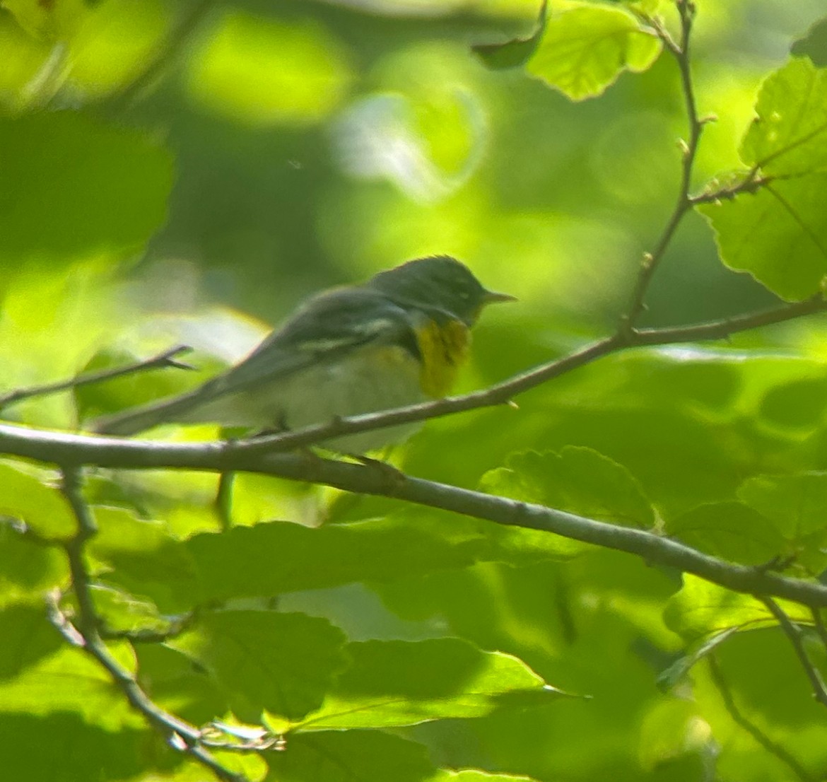 Northern Parula - Nathan Burrell