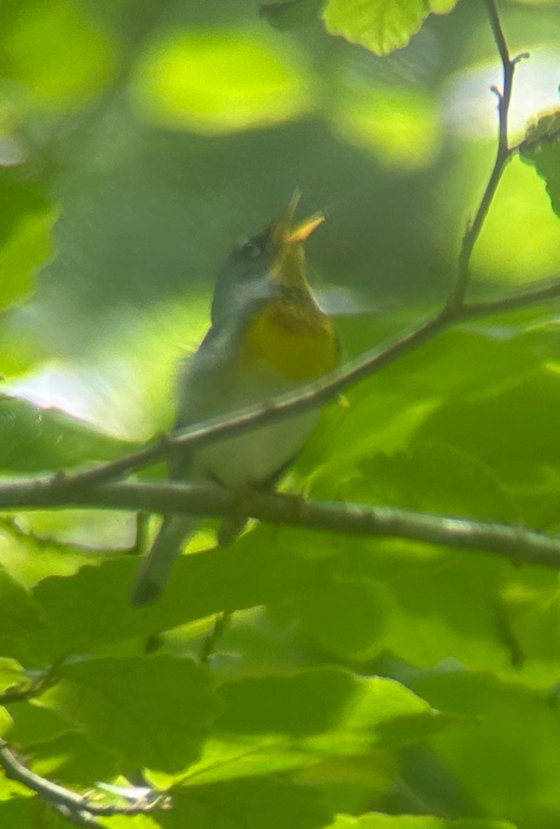 Northern Parula - Nathan Burrell