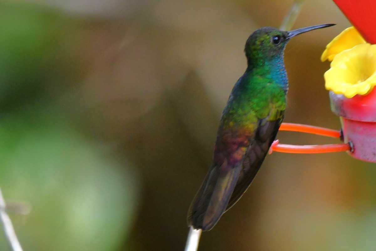 Rufous-tailed Hummingbird - Dan Bormann