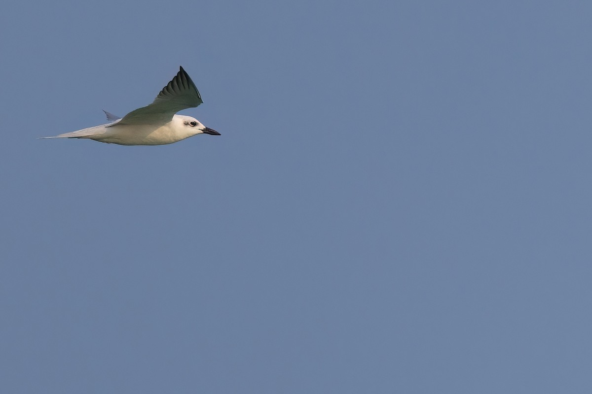 Gull-billed Tern - Jaap Velden
