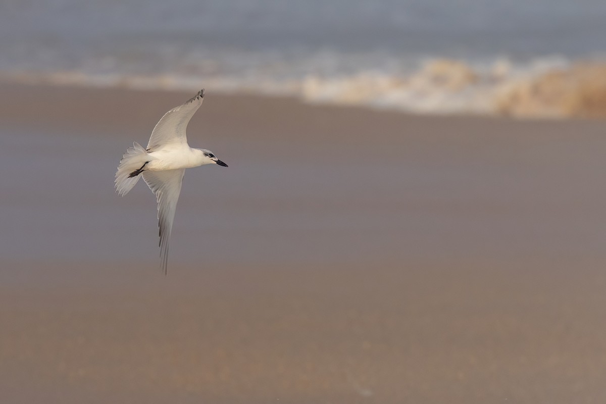 Gull-billed Tern - Jaap Velden