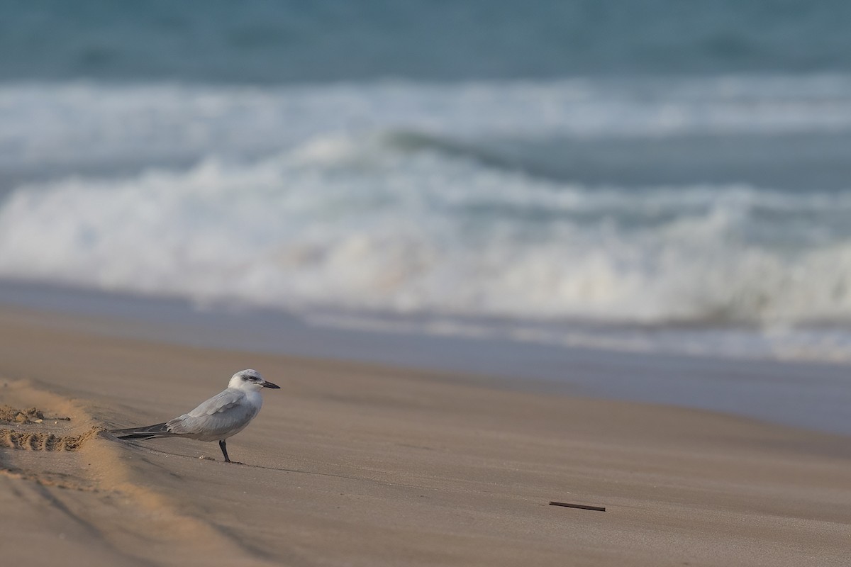 Gull-billed Tern - Jaap Velden