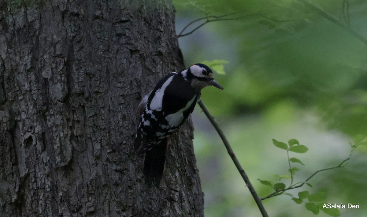 Great Spotted Woodpecker - Fanis Theofanopoulos (ASalafa Deri)