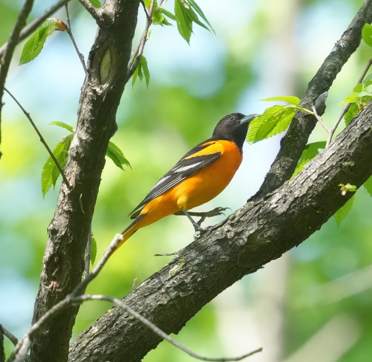 Baltimore Oriole - Thomas Burns