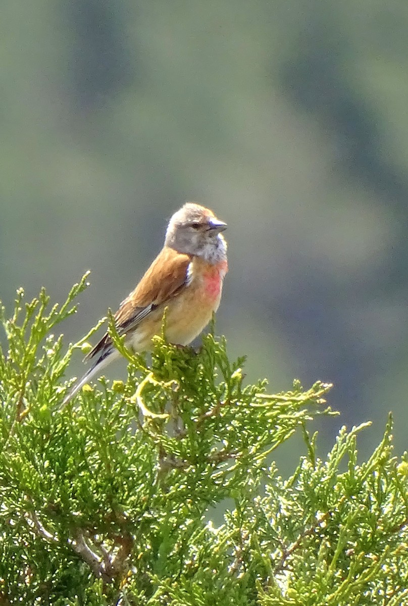 Eurasian Linnet - Ángel Bereje Guidault