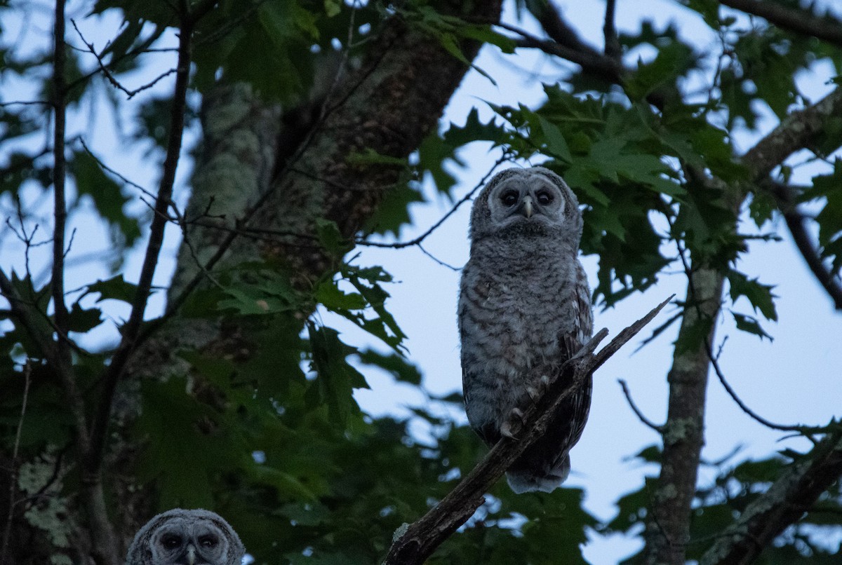 Barred Owl - Keith Leonard