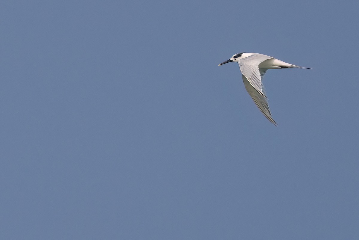 Sandwich Tern - ML619447647