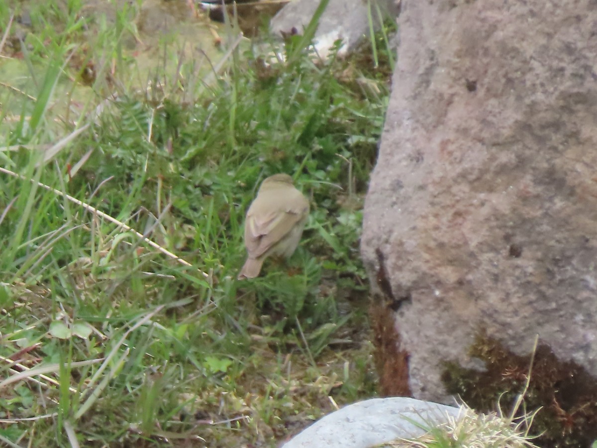 Willow Warbler - Doug Kibbe