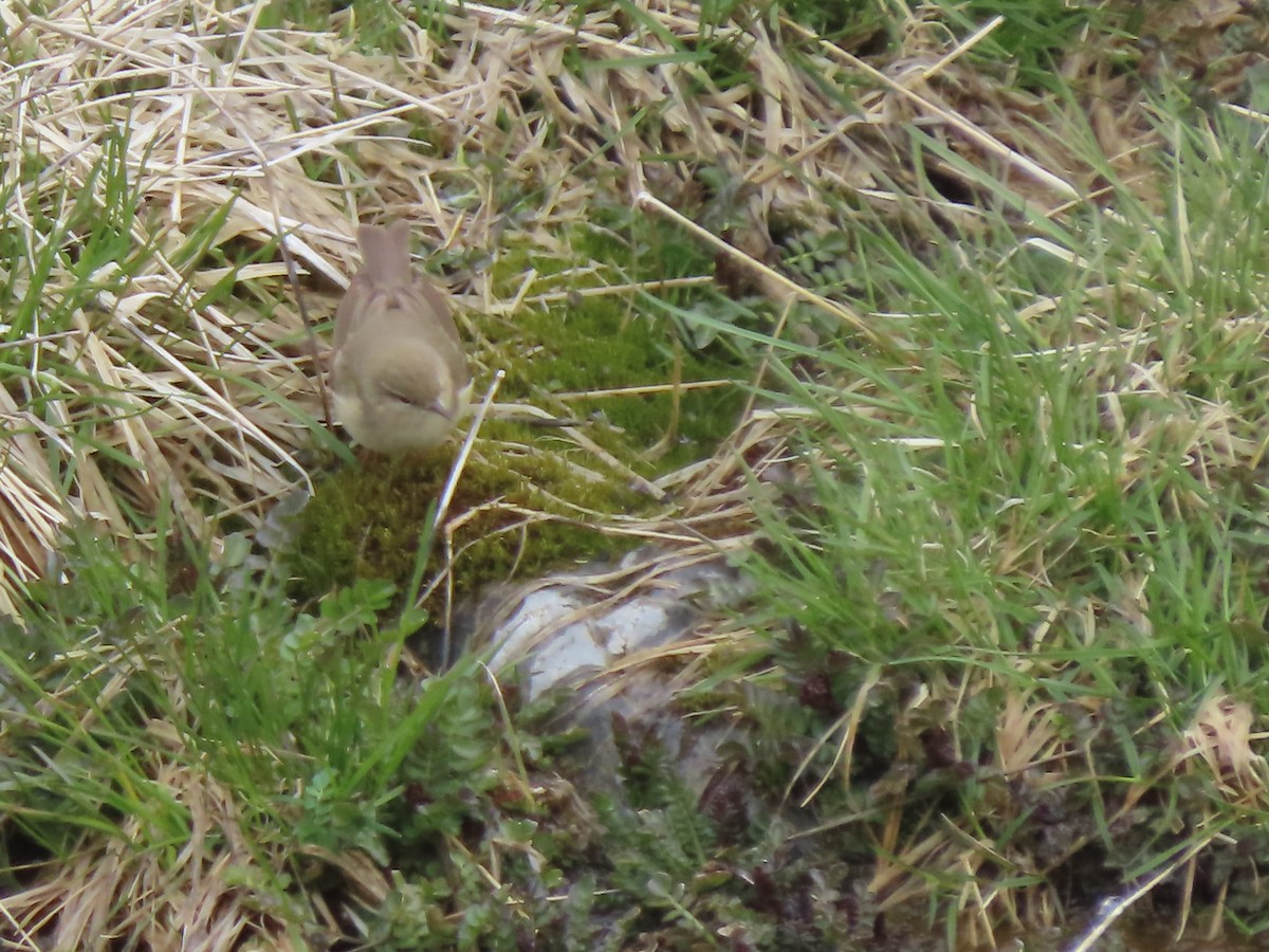 Willow Warbler - Doug Kibbe