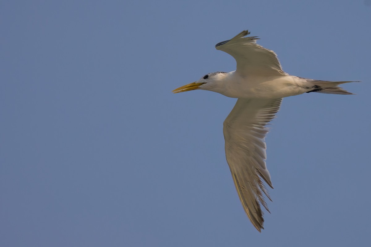 Great Crested Tern - Jaap Velden