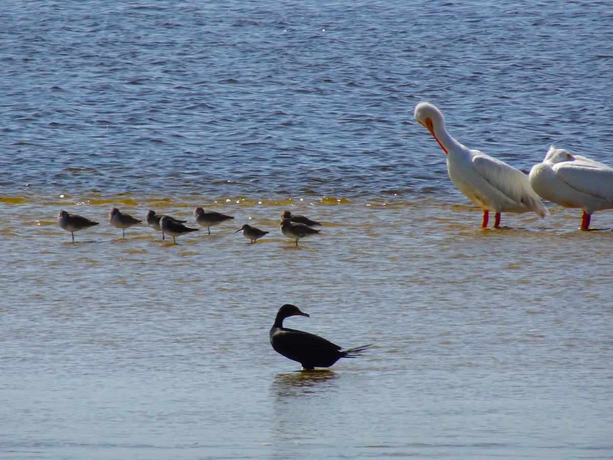 Cormoran à aigrettes - ML619447664