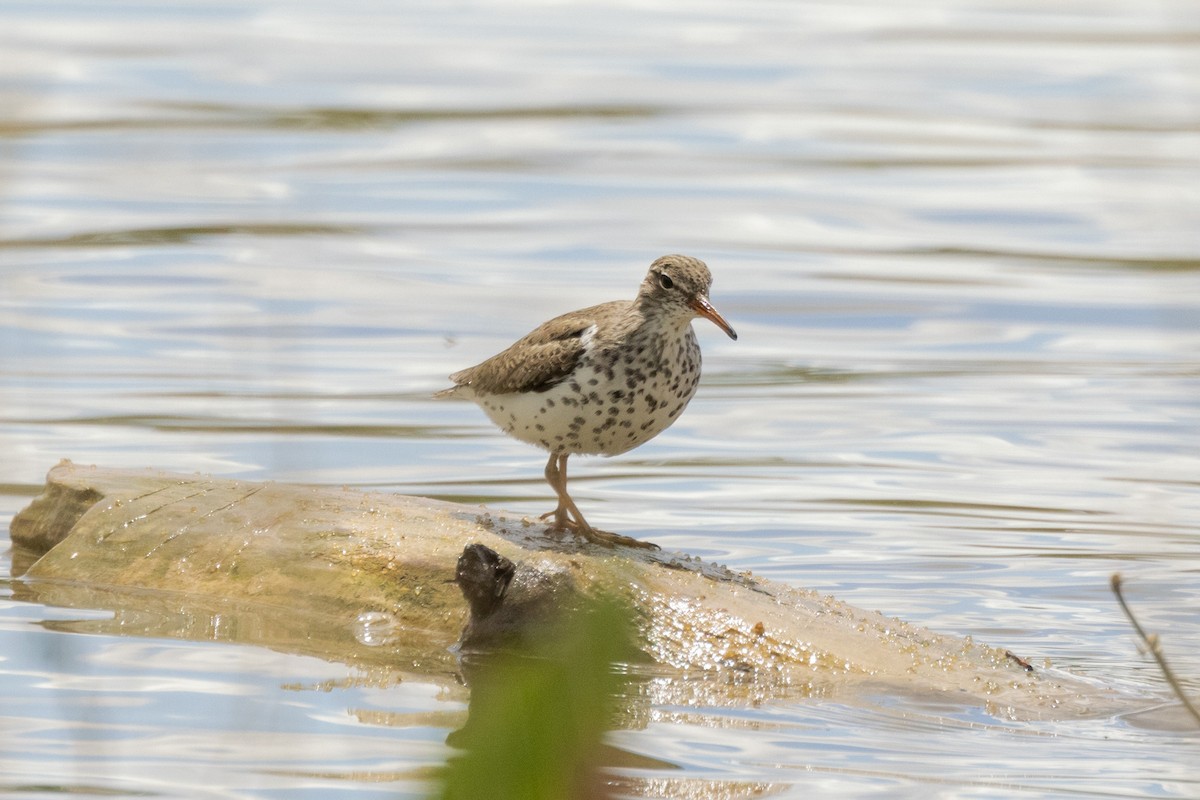 Spotted Sandpiper - Gordon Starkebaum