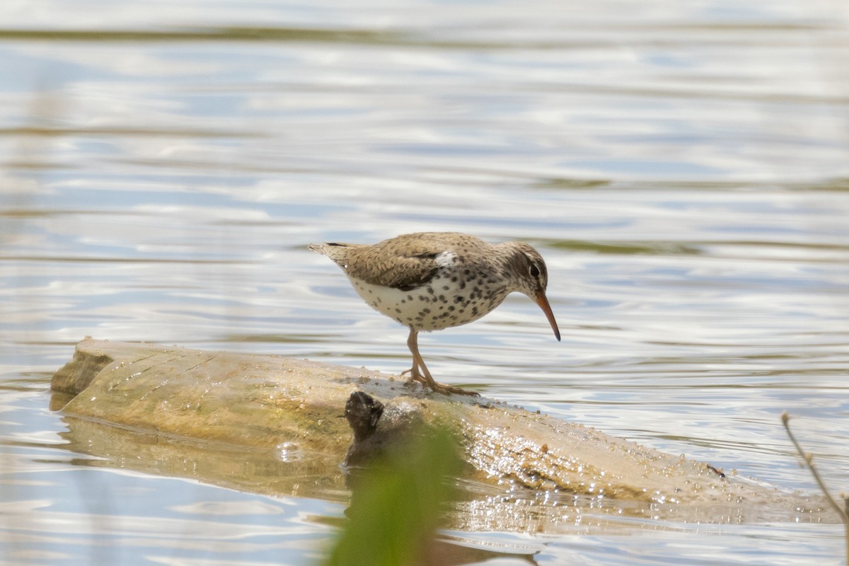 Spotted Sandpiper - ML619447667