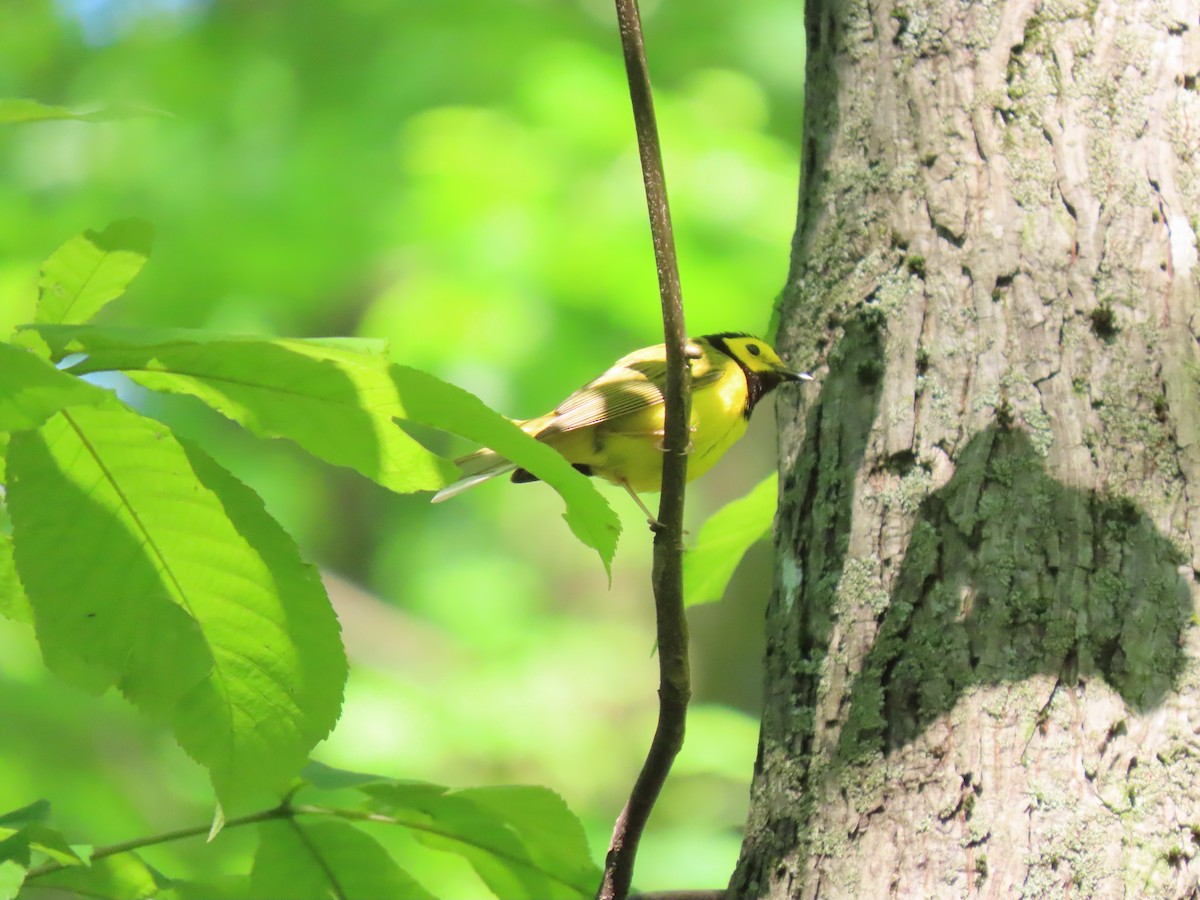 Hooded Warbler - Doug Graham