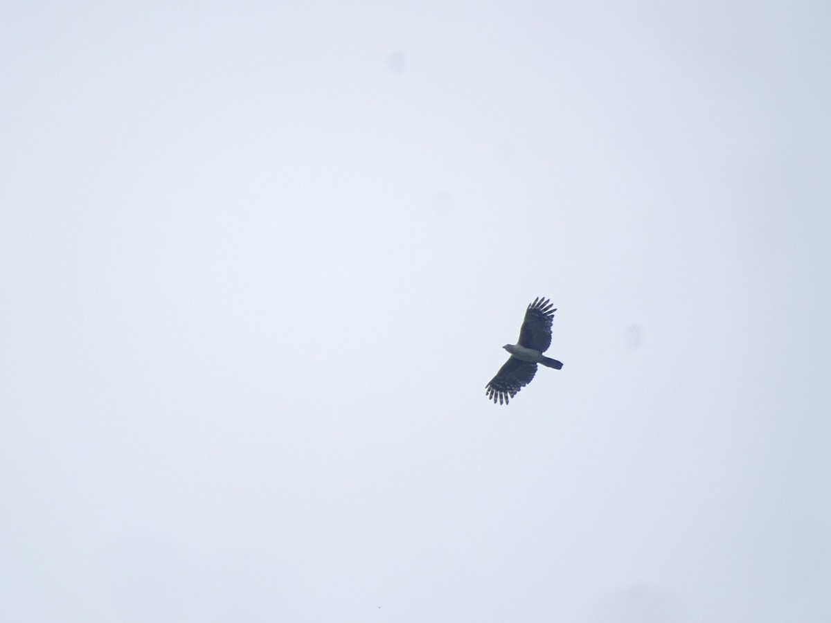 Gray-headed Kite - ML619447672