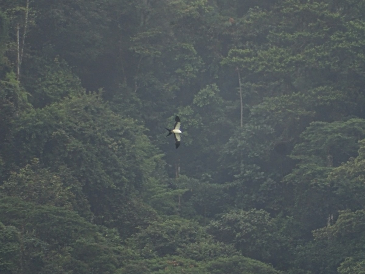 Swallow-tailed Kite - Kevin Borja