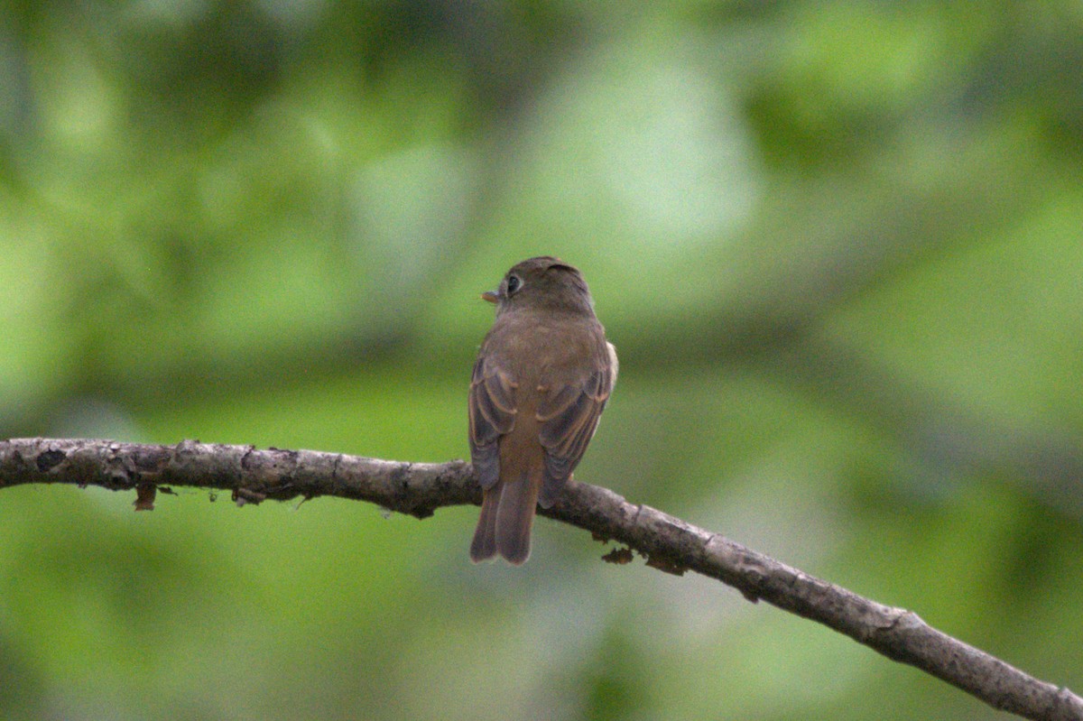 Brown-breasted Flycatcher - Sathish Ramamoorthy