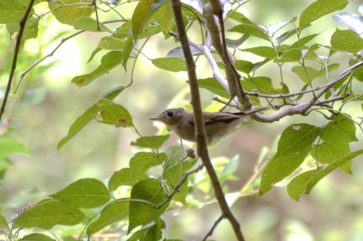 Brown-breasted Flycatcher - Sathish Ramamoorthy