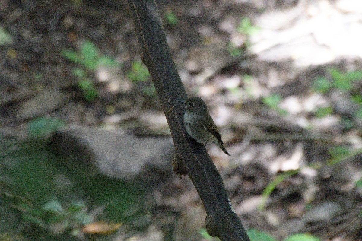 Brown-breasted Flycatcher - Sathish Ramamoorthy