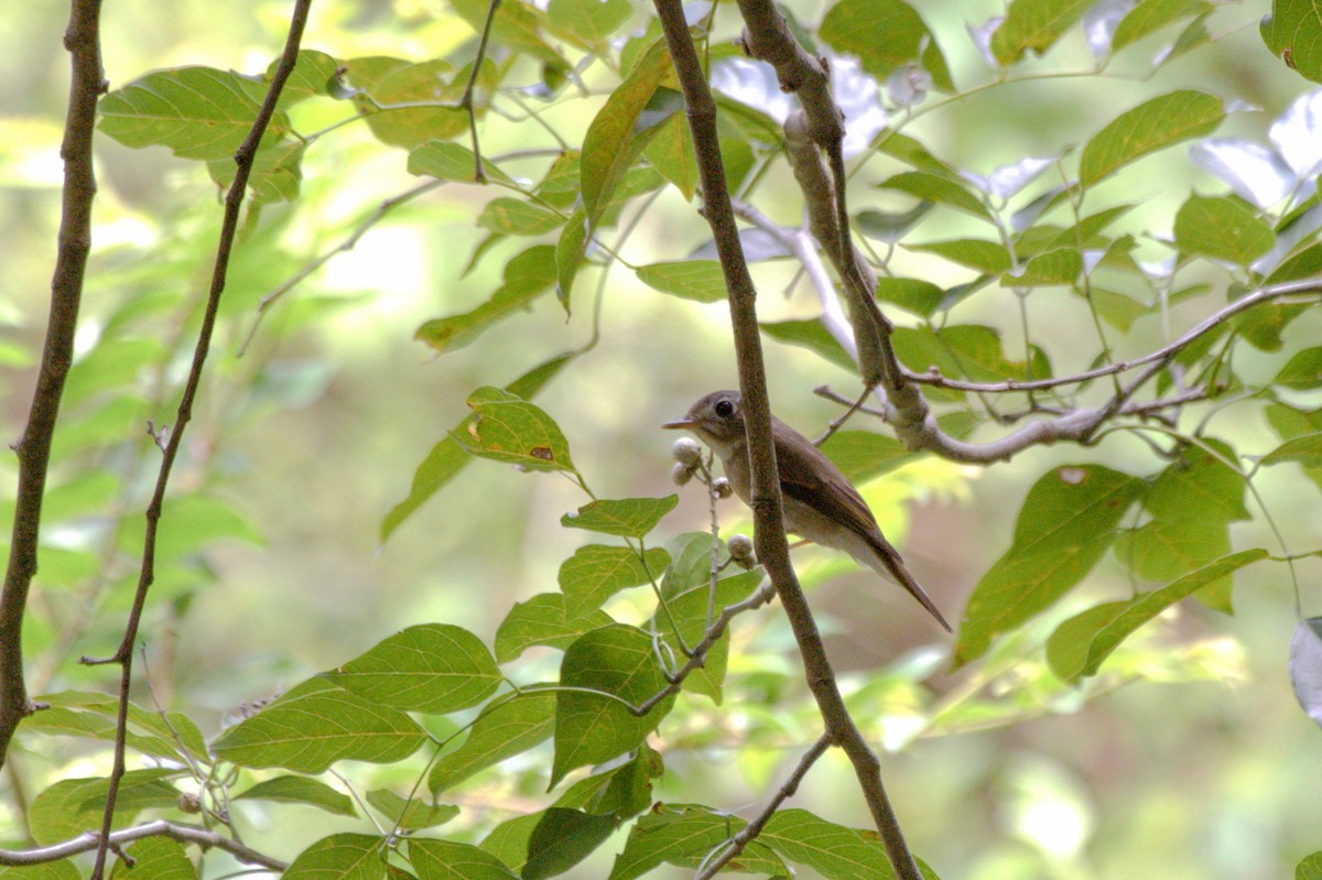 Brown-breasted Flycatcher - Sathish Ramamoorthy