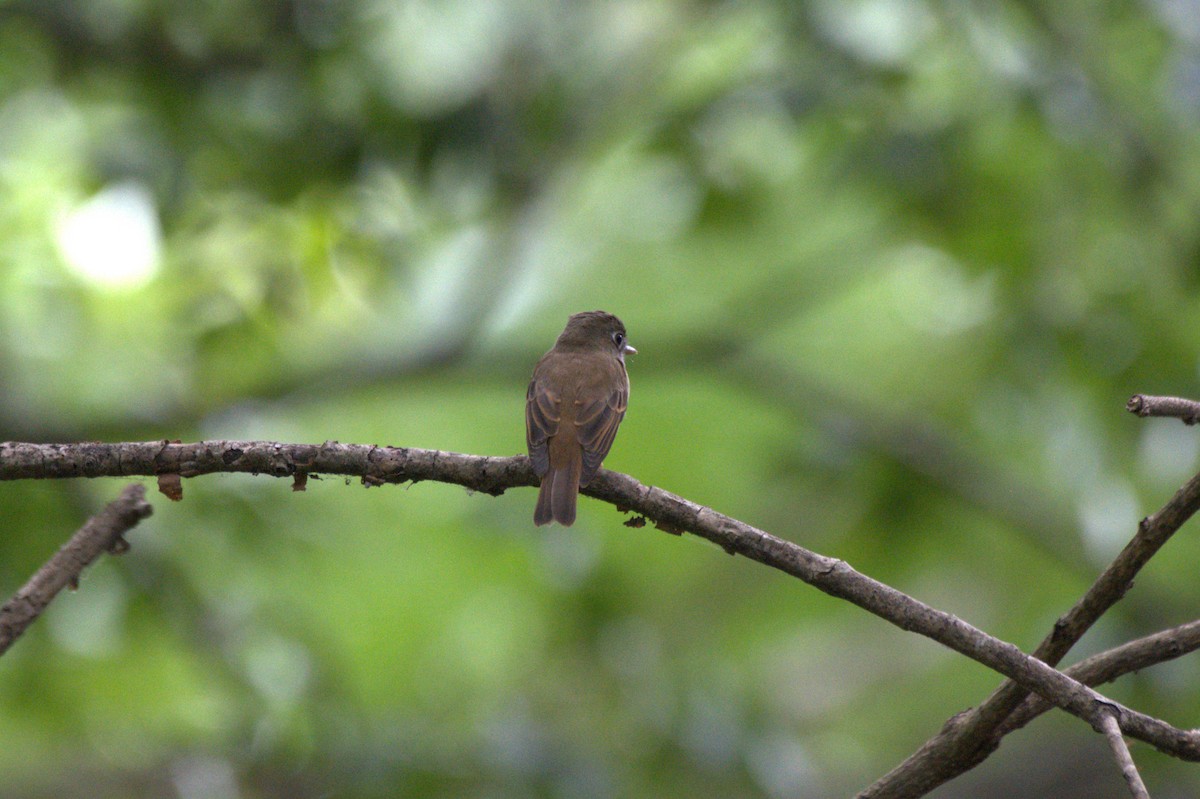 Brown-breasted Flycatcher - Sathish Ramamoorthy