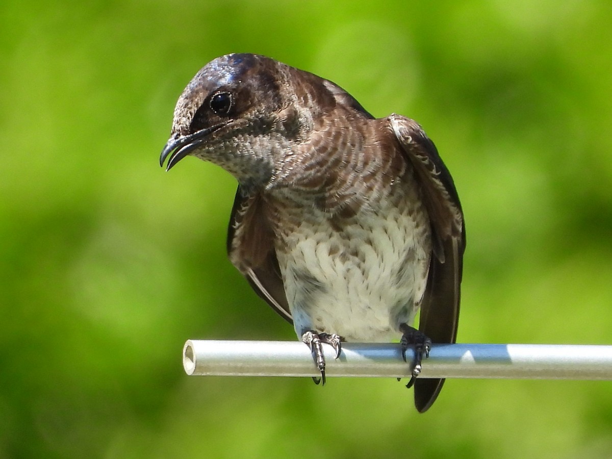 Purple Martin - Mike Cianciosi