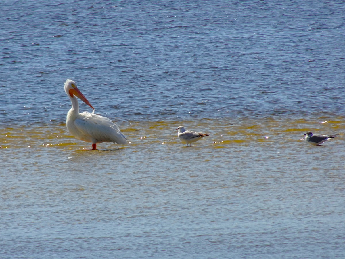 Ring-billed Gull - ML619447700