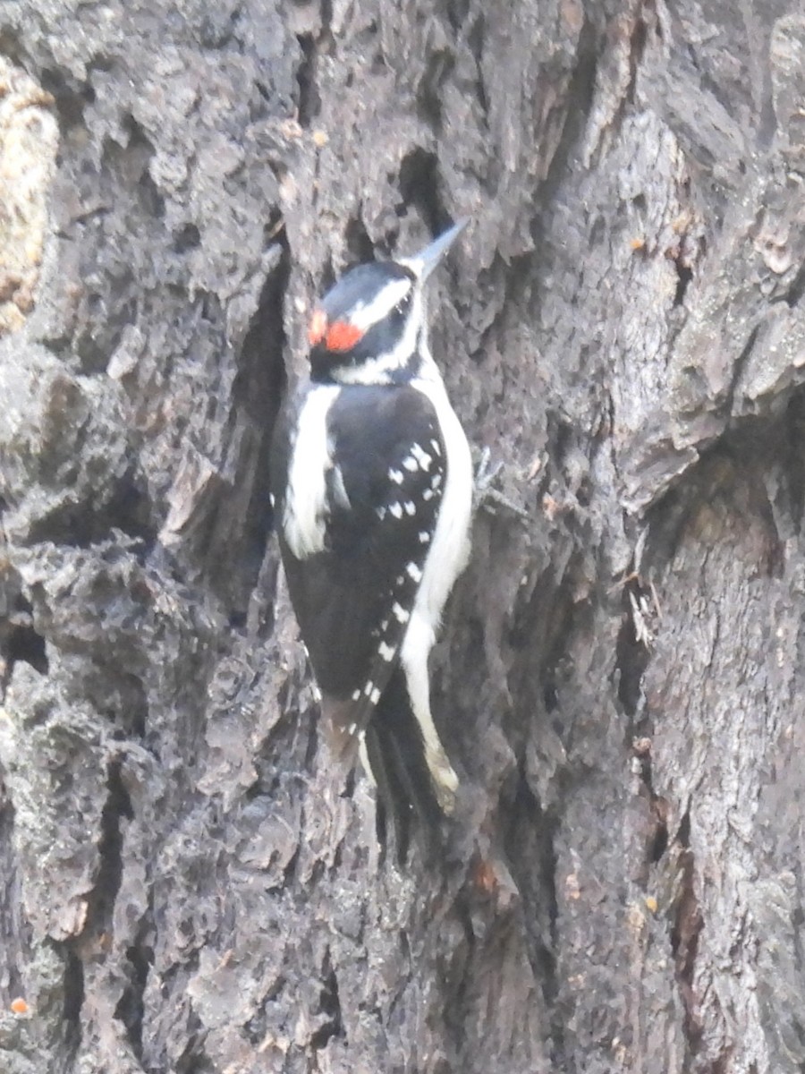 Hairy Woodpecker - ML619447708