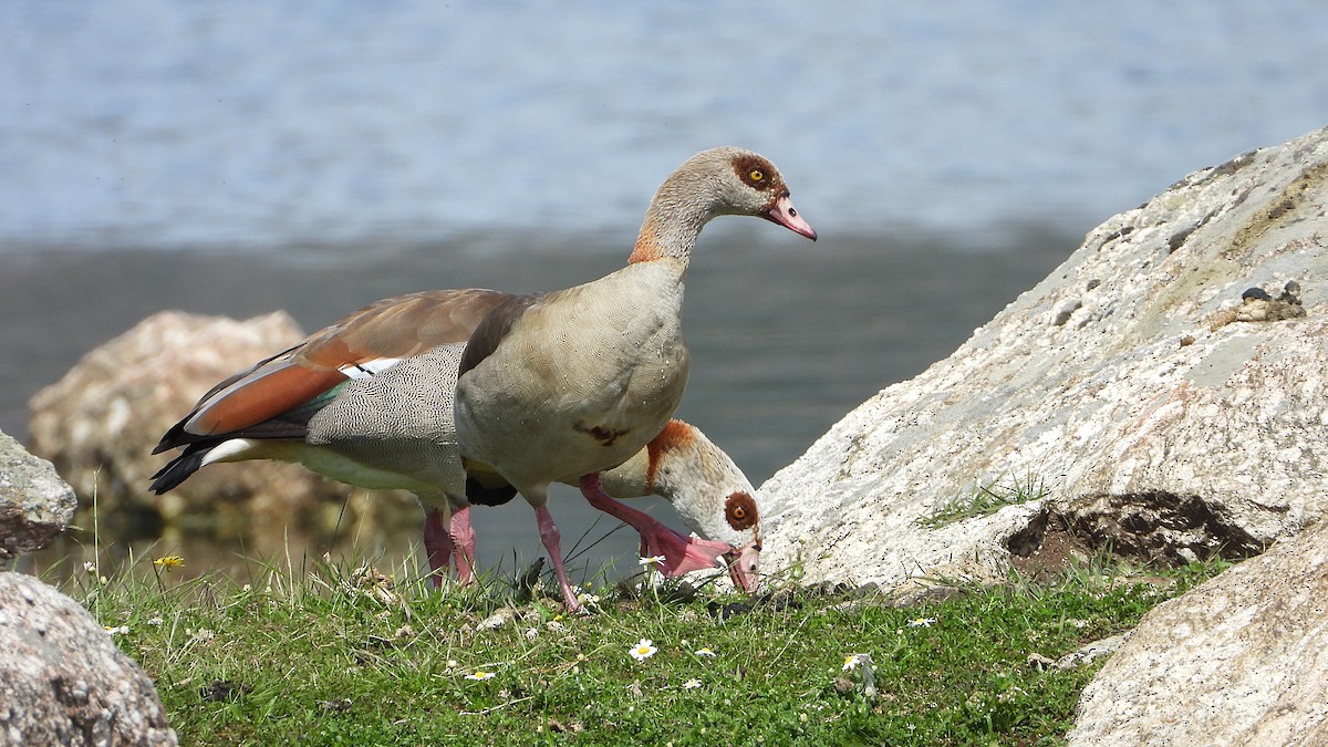 Egyptian Goose - ML619447709