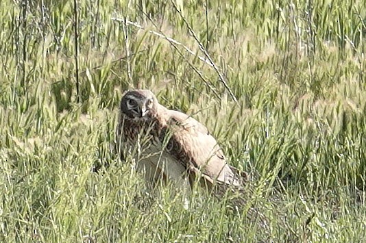 Northern Harrier - Judy Schattner