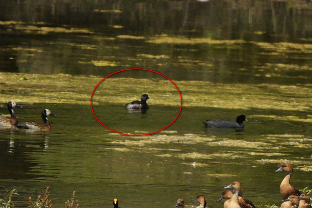 Pied-billed Grebe - ML619447711