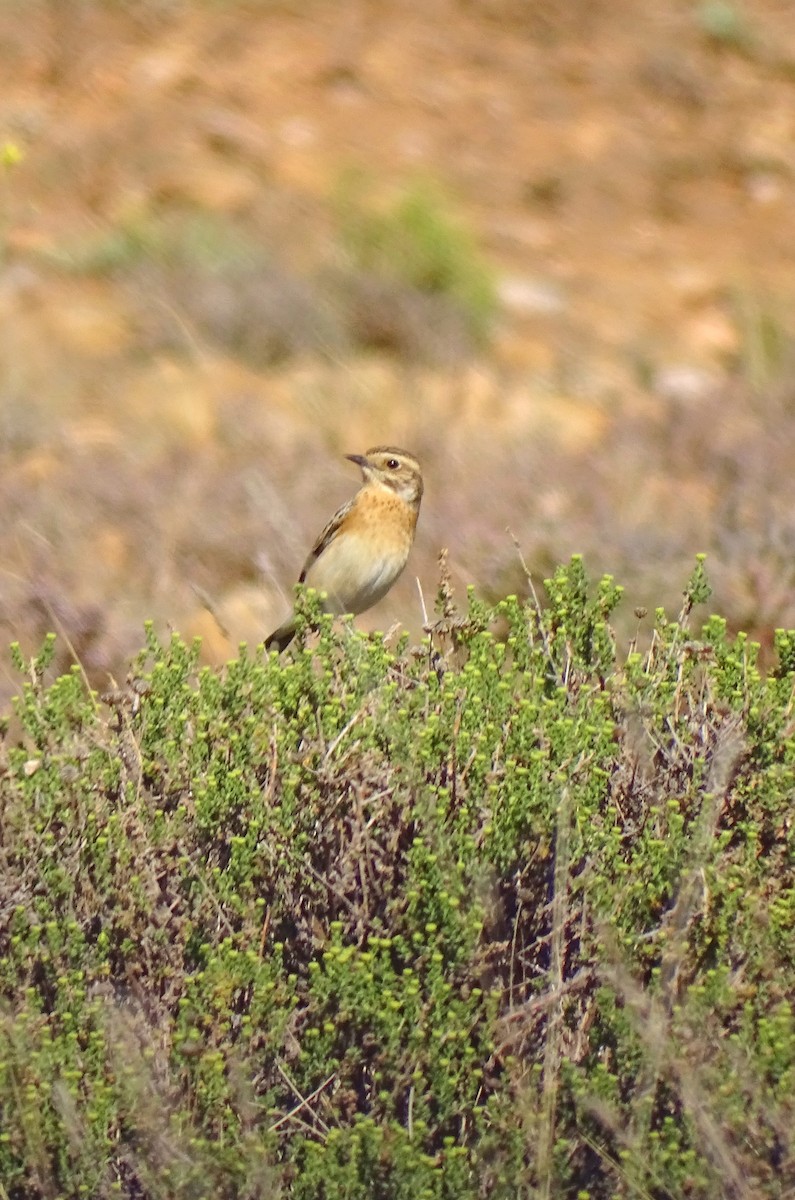 Whinchat - Ángel Bereje Guidault