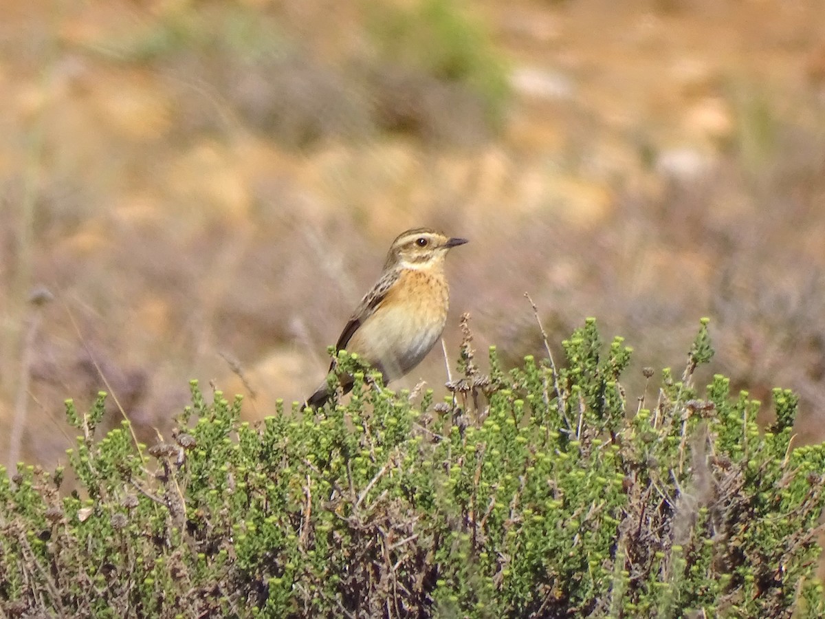 Whinchat - Ángel Bereje Guidault