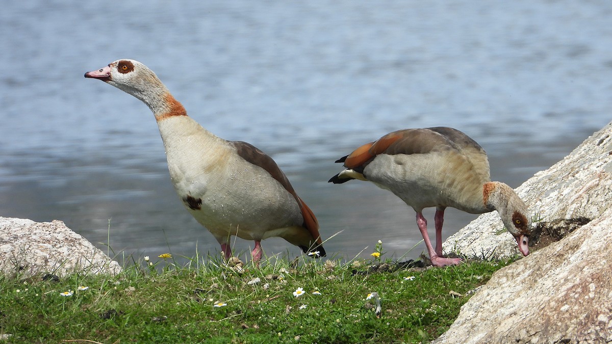 Egyptian Goose - ML619447716