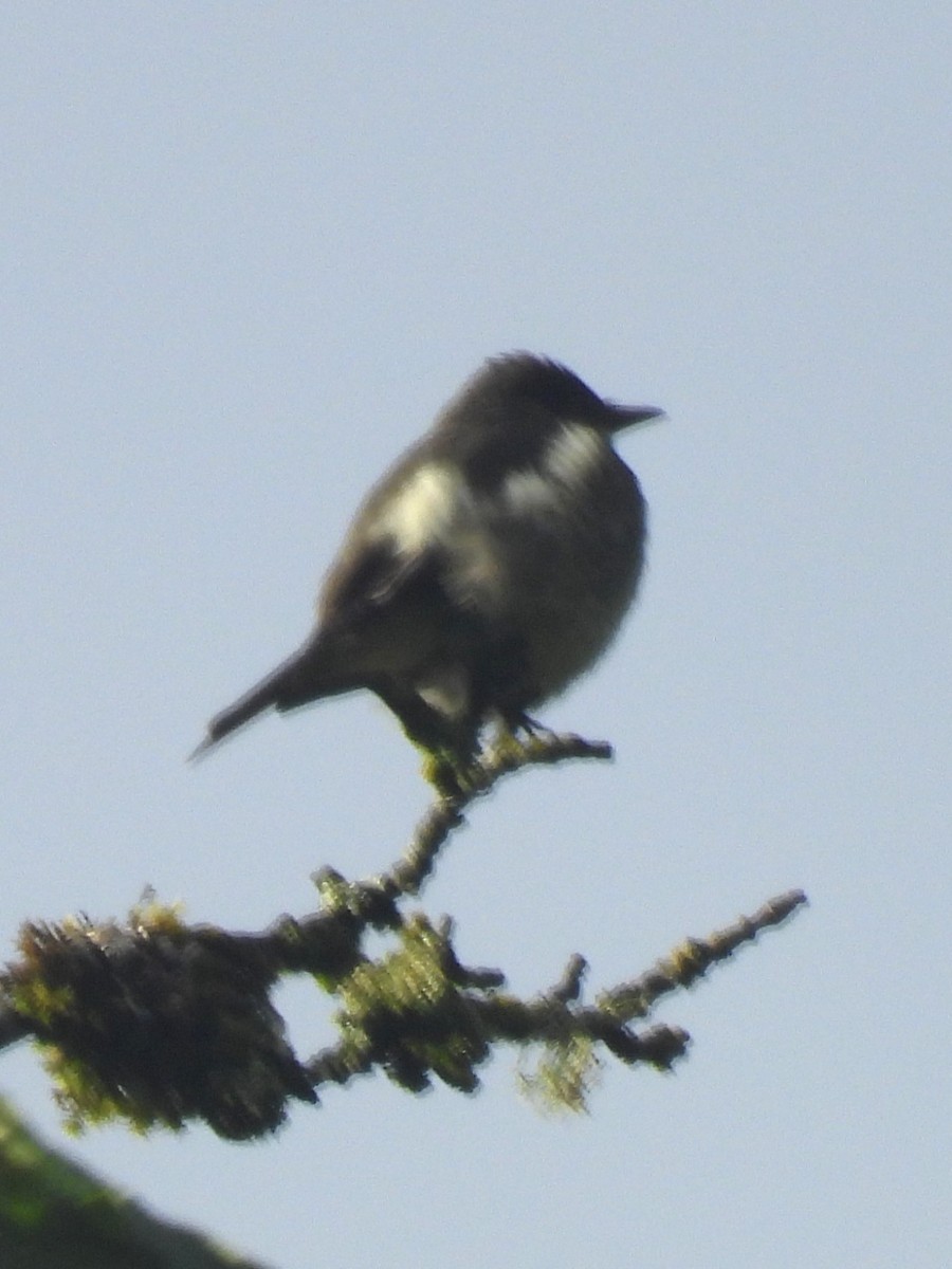 Olive-sided Flycatcher - ML619447718