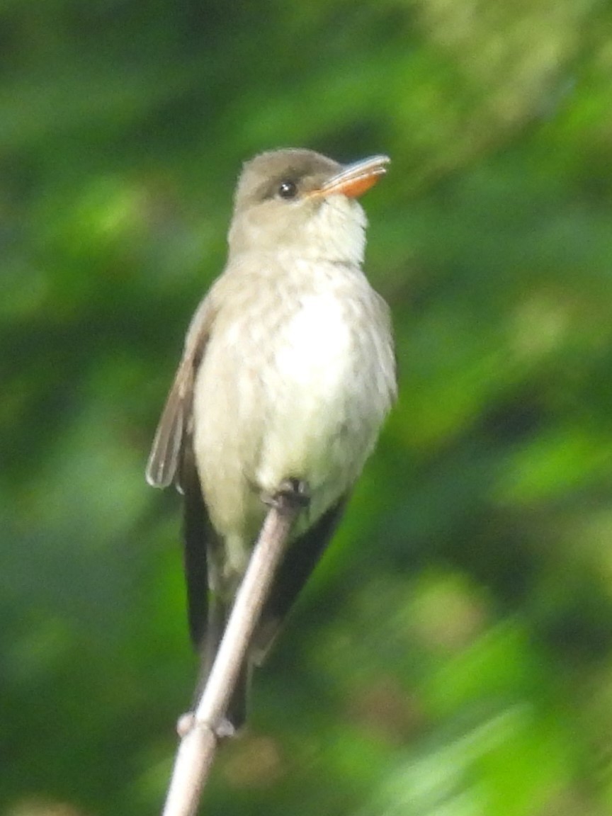 Olive-sided Flycatcher - ML619447720