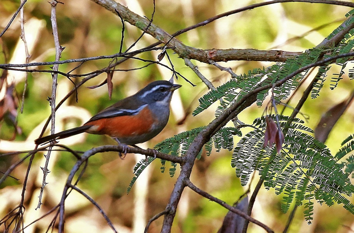 Gray-throated Warbling Finch - Carlos Eduardo Agne
