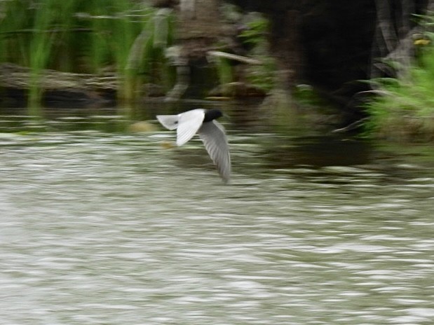 Black Tern - Susan Lamberts