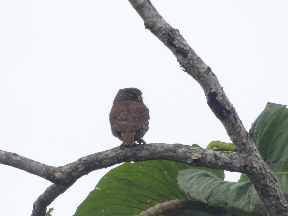 Ferruginous Pygmy-Owl - Kevin Borja