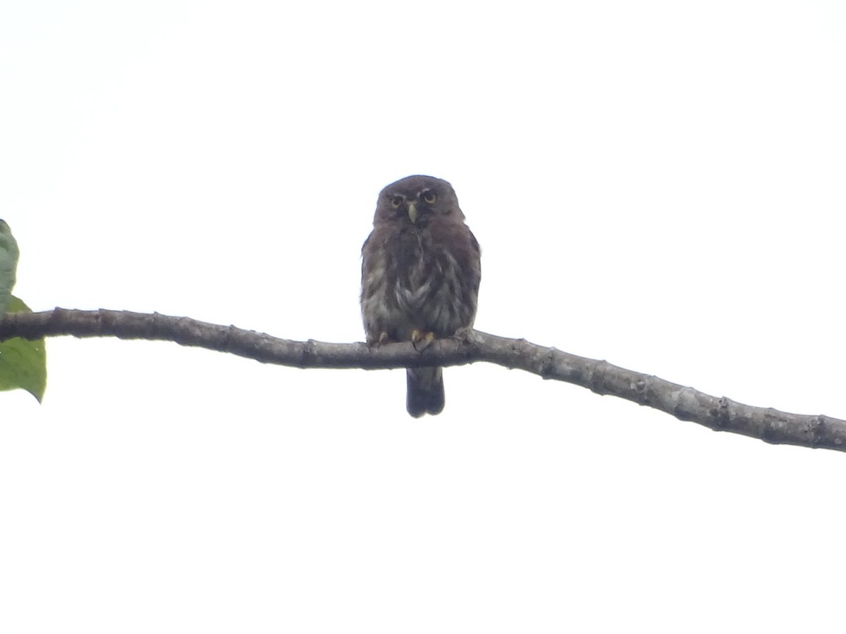 Ferruginous Pygmy-Owl - Kevin Borja