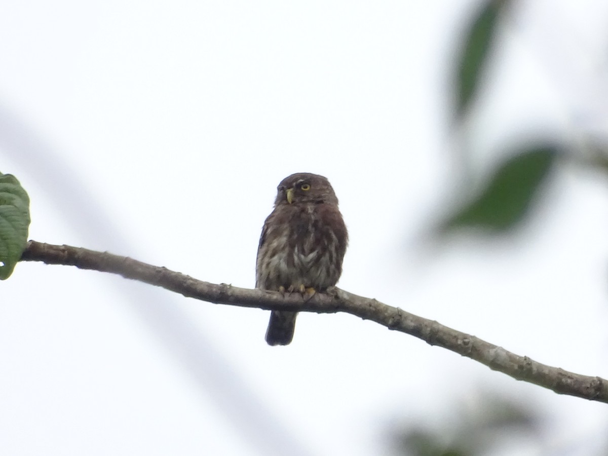 Ferruginous Pygmy-Owl - Kevin Borja