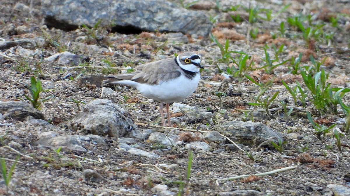 Little Ringed Plover - Manuel García Ruiz