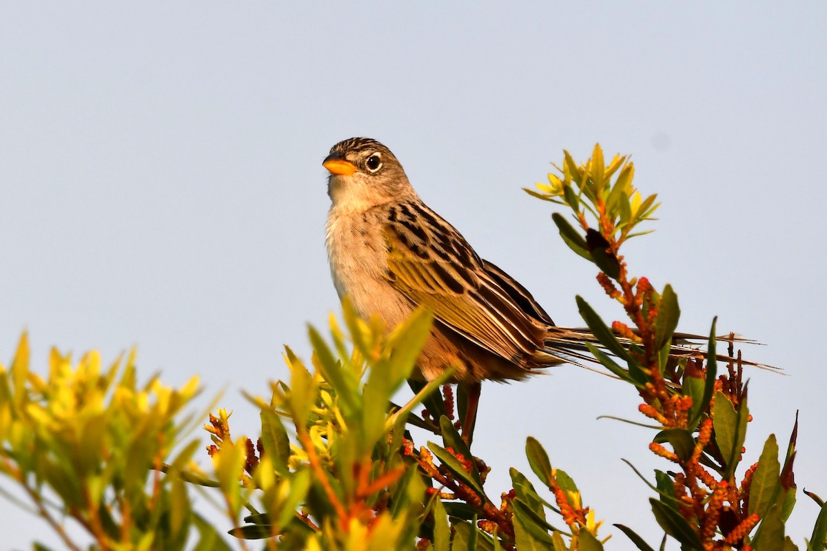 Wedge-tailed Grass-Finch - Dan Bormann