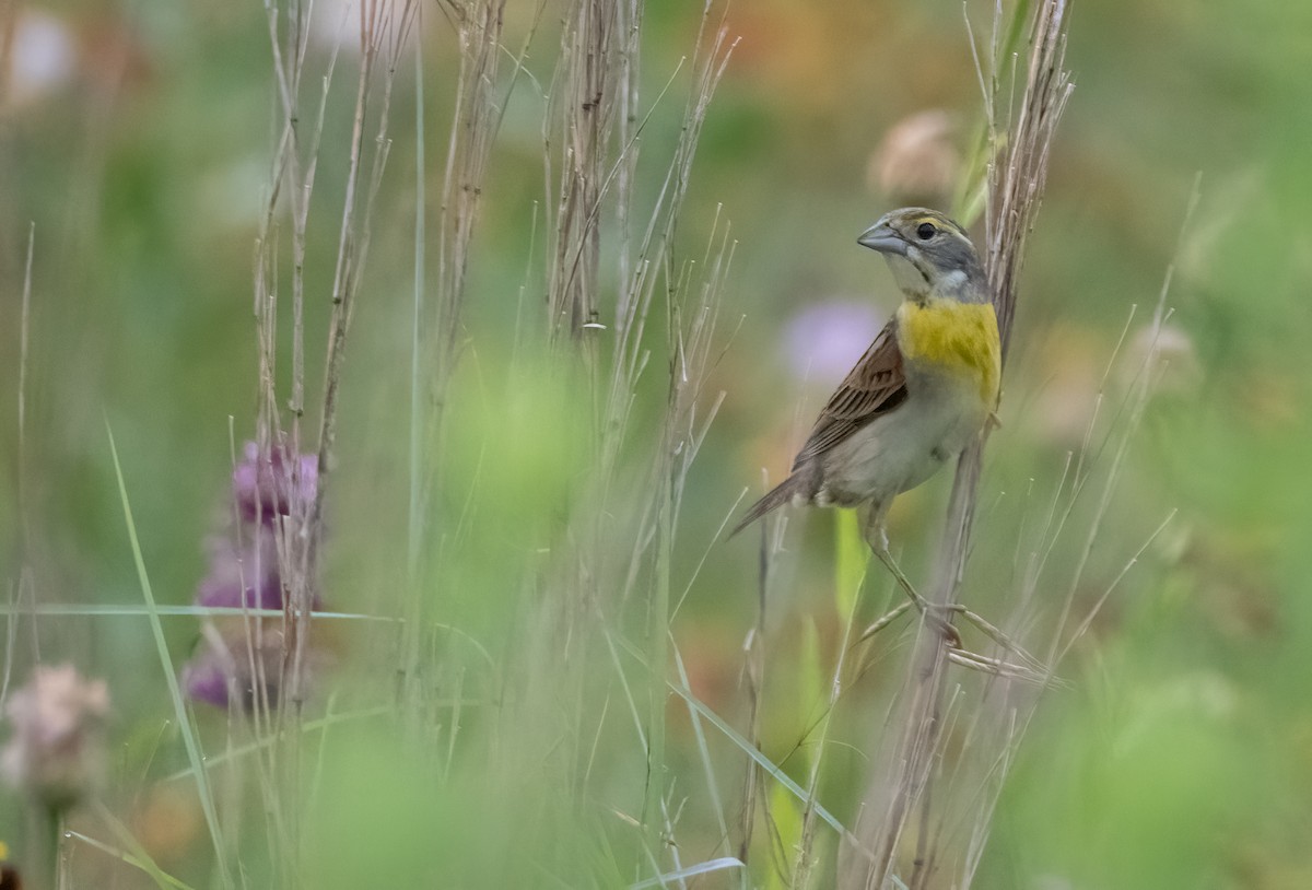 Dickcissel - Pat Tomsho